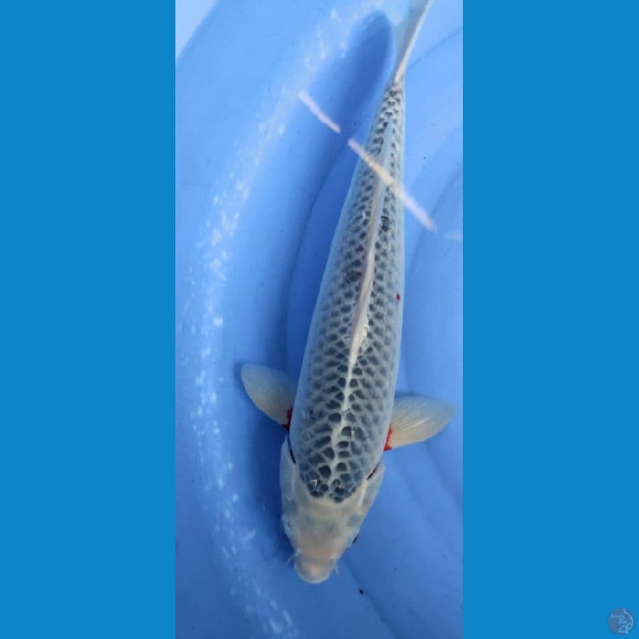 asagi 50cm