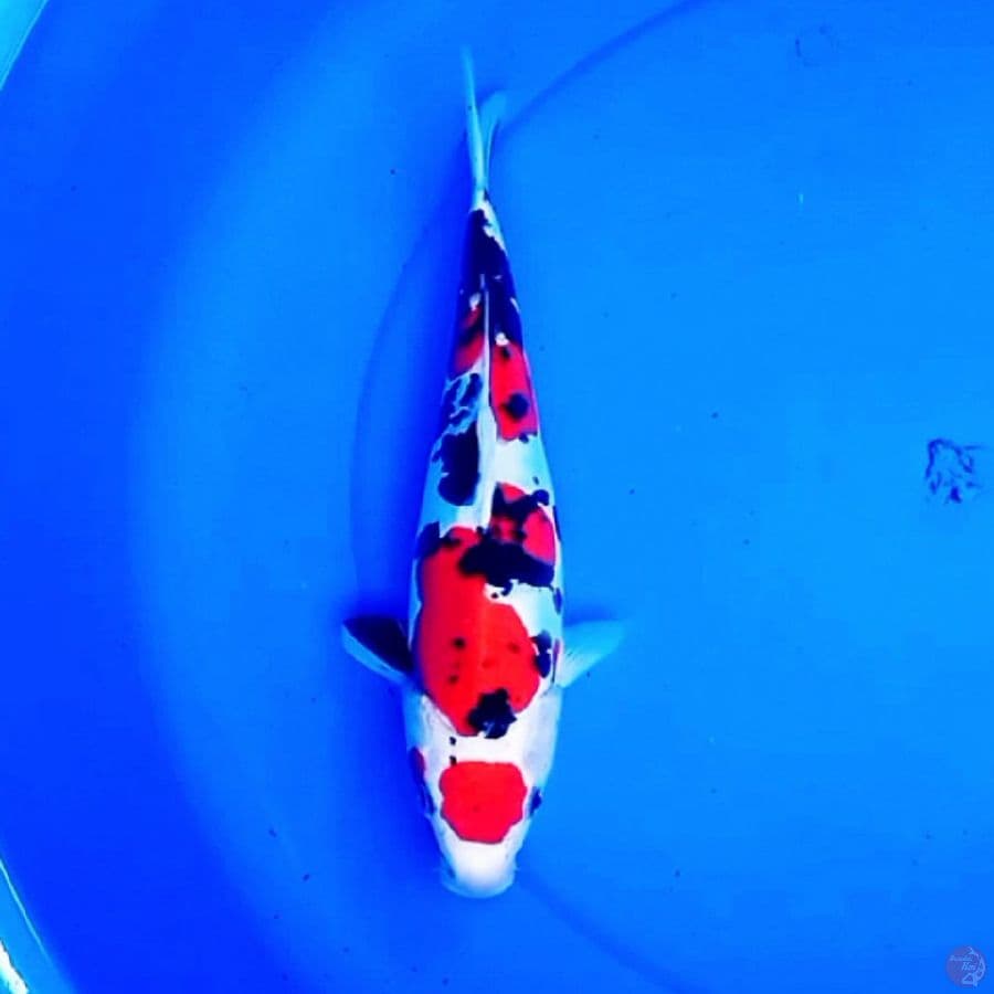 30cm DOITSU KINDAI SHOWA