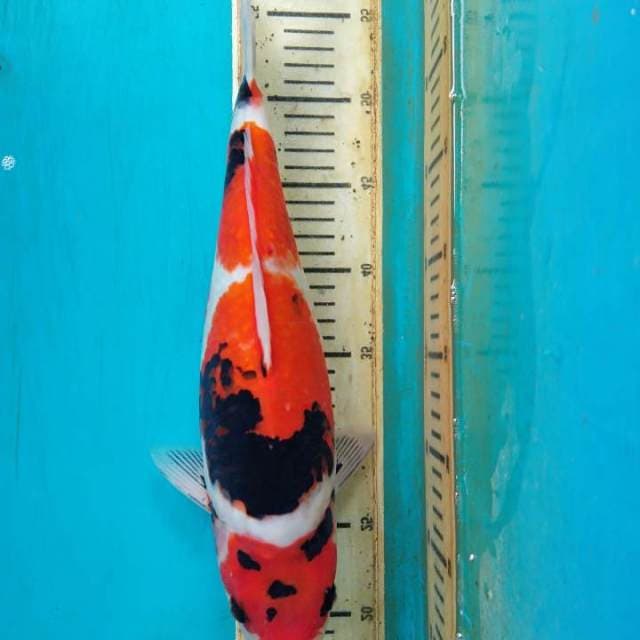 SHOWA 37 CM