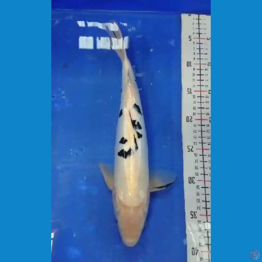 35cm Doitsu bekko