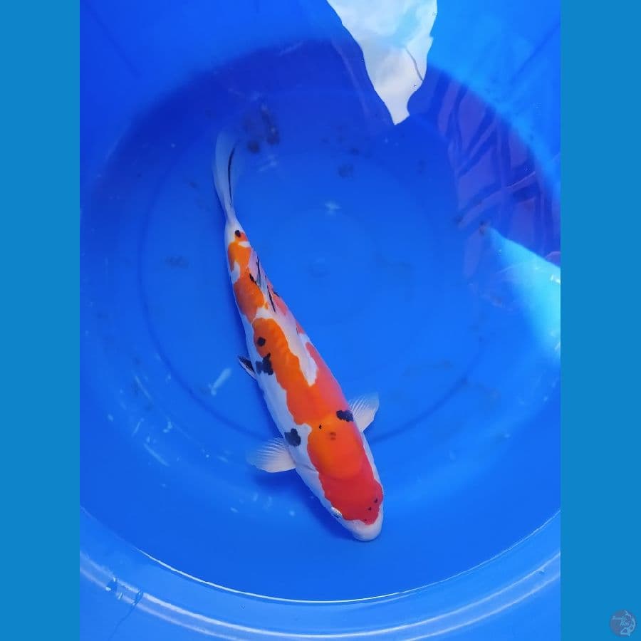 MK - TATEGOI DOITSU 35 cm