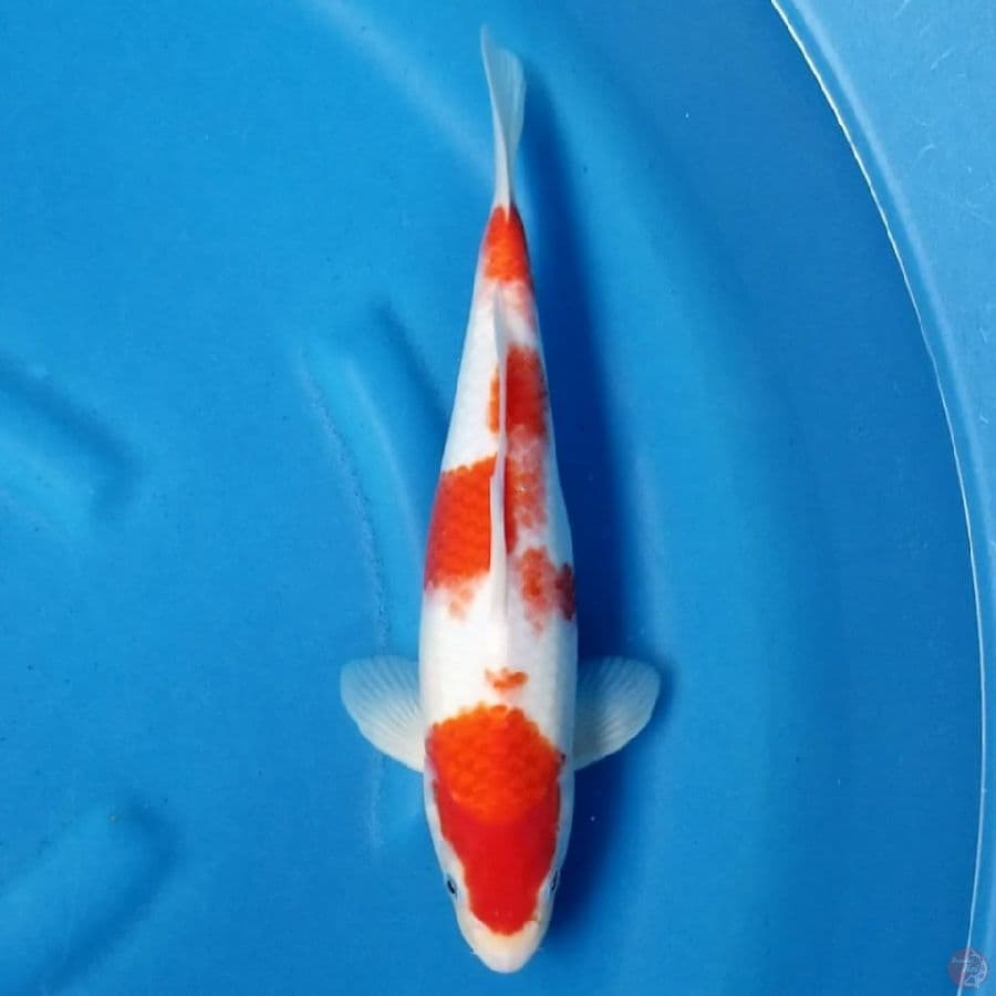 KOHAKU 31 CM MALE