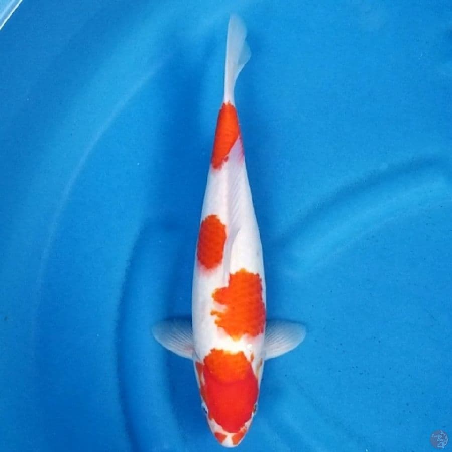 KOHAKU 32 CM MALE