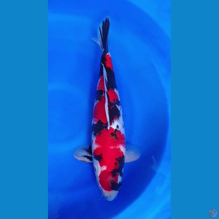 Showa Male 47cm original kwalitas HQ