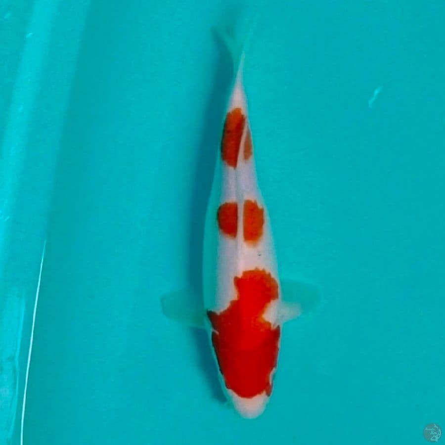akf kohaku ori 30cm