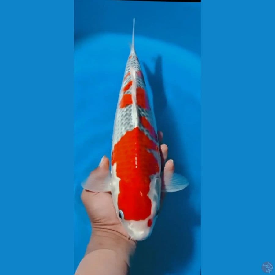 HQ GHOSIKI 40CM BAHAN KEEP
