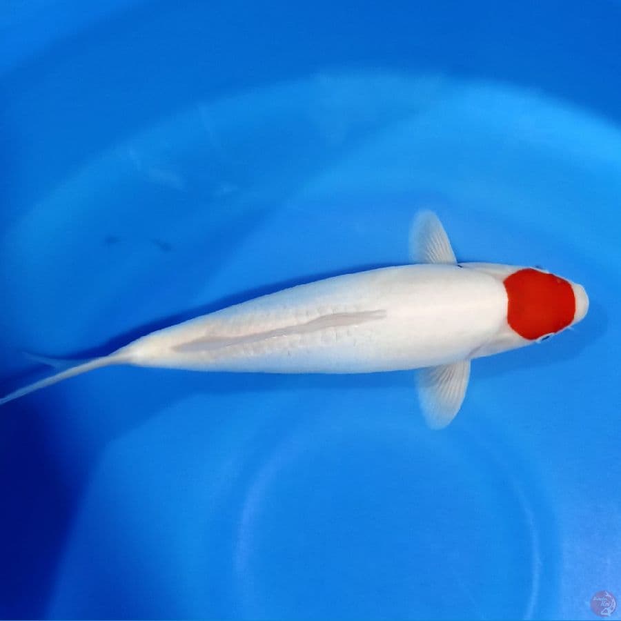 ORYGINAL TANCHO DOITSU 35CM