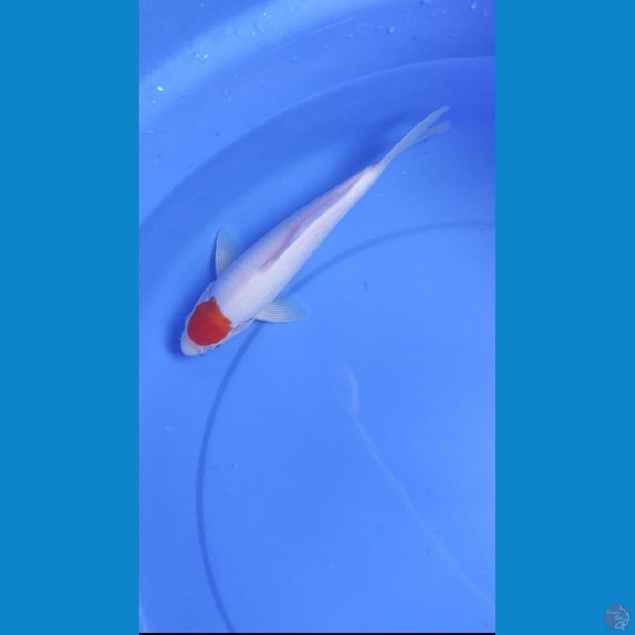 Tancho kohaku Male size 25 cm