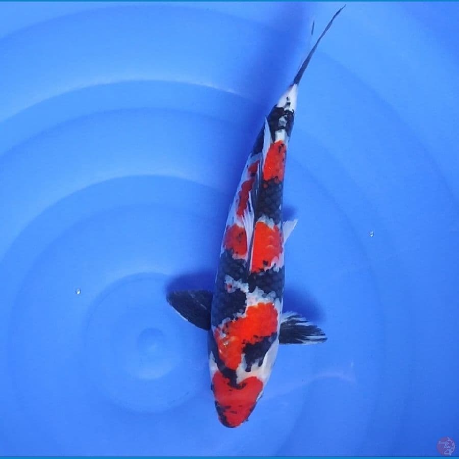 Showa Male size 32 cm