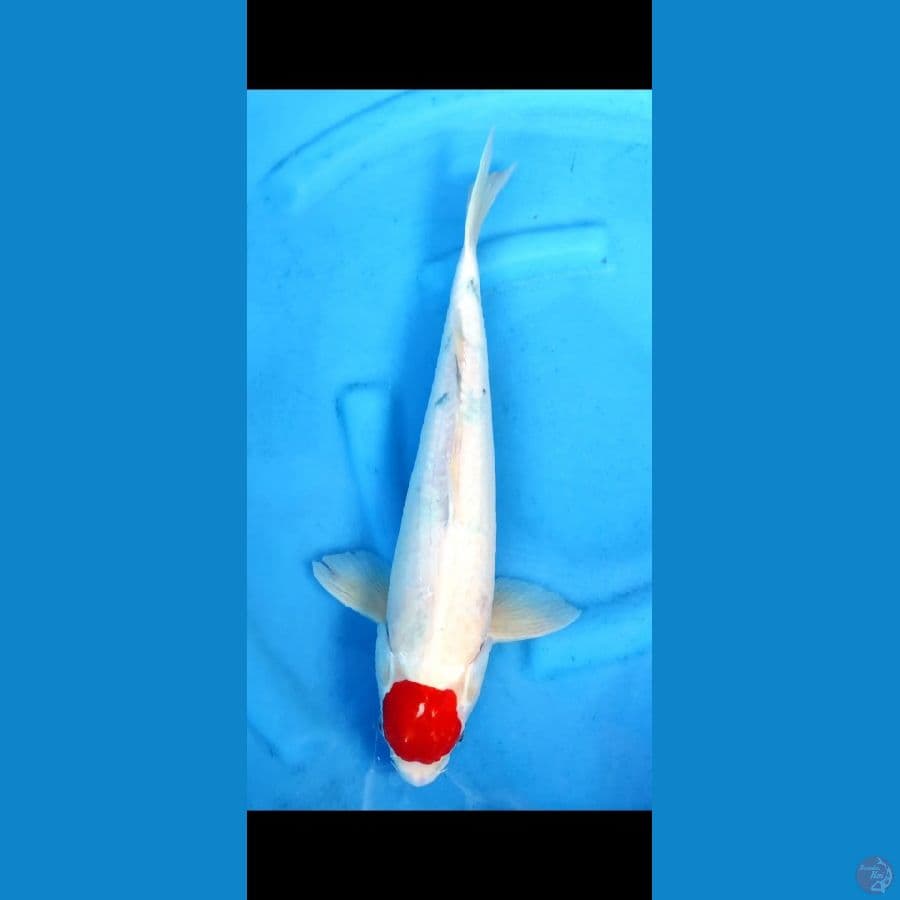 tanco sanke tategoi 45 cm original