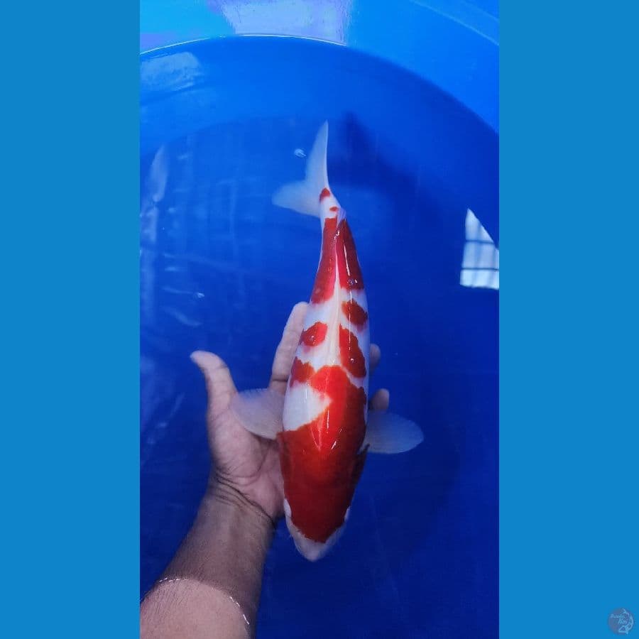 34cm kohaku red