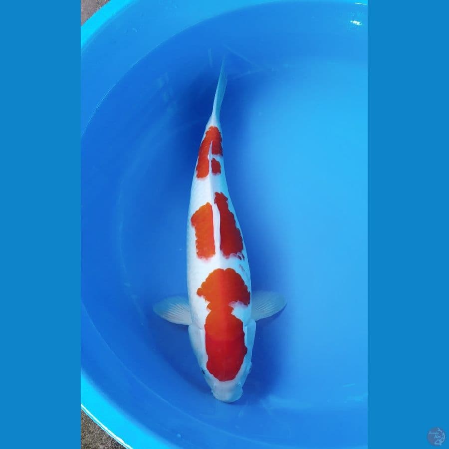 Kohaku 46cm Female Halus ORI