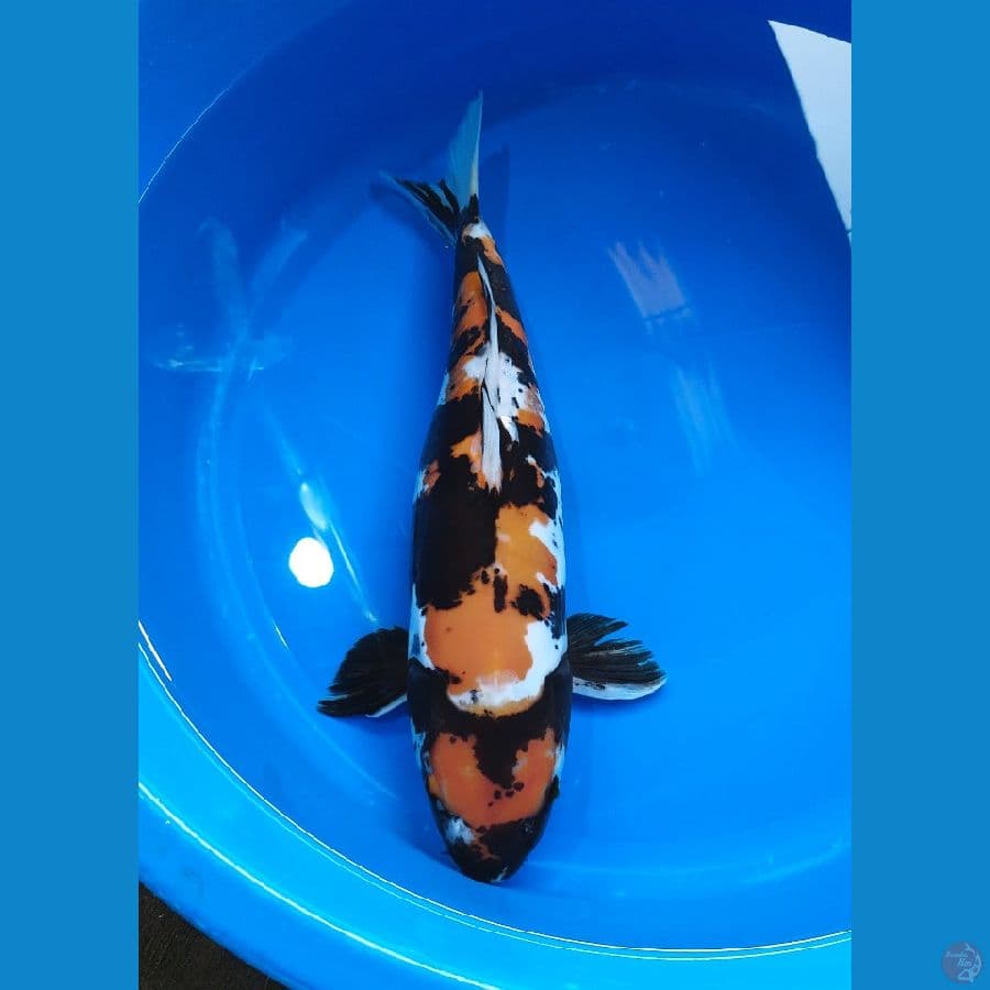 kin showa doitsu murni 45 Up female