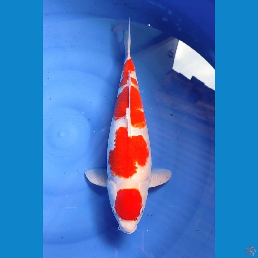 kohaku 48cm