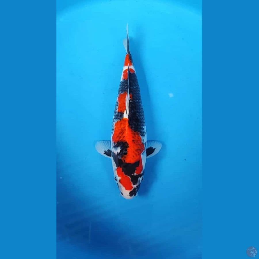 sowha 31cm