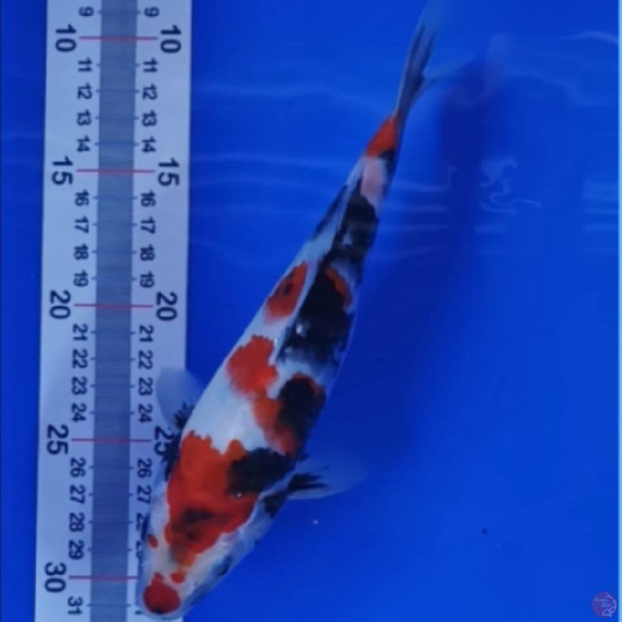 # showa # 24 cm