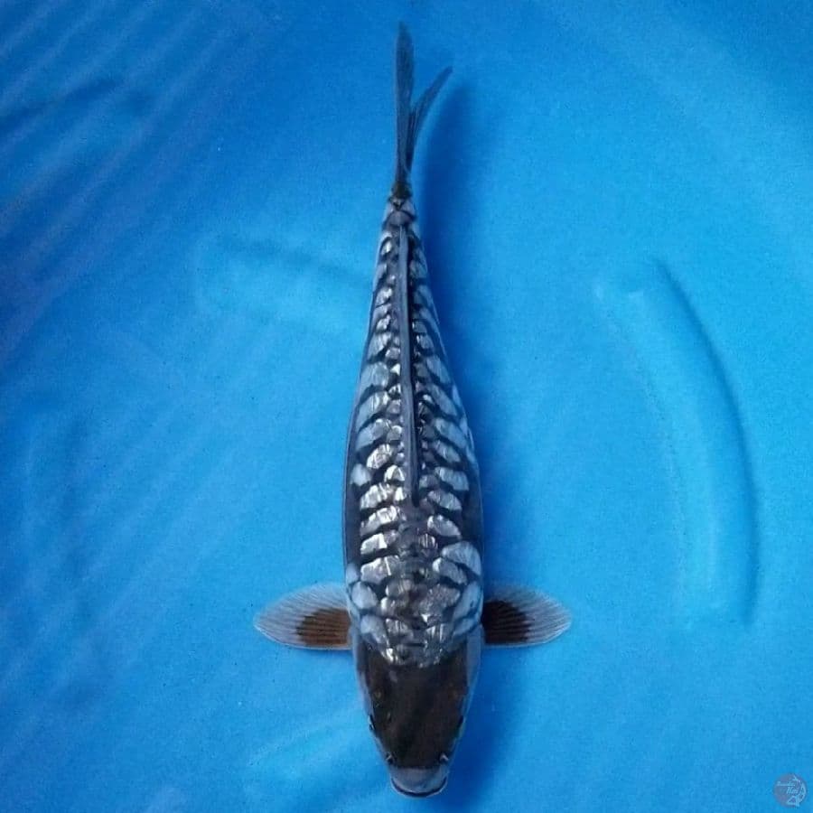 ARAGOKE GINRIN 37 CM FM