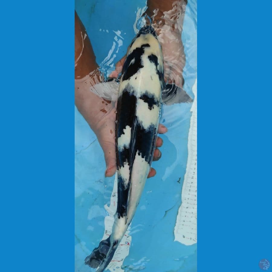 shiro jantan 45cm