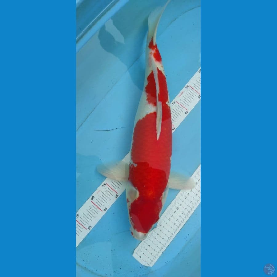 kohaku berpunok 51cm jantan