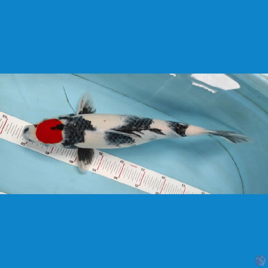 tancho showa SQ 45cm