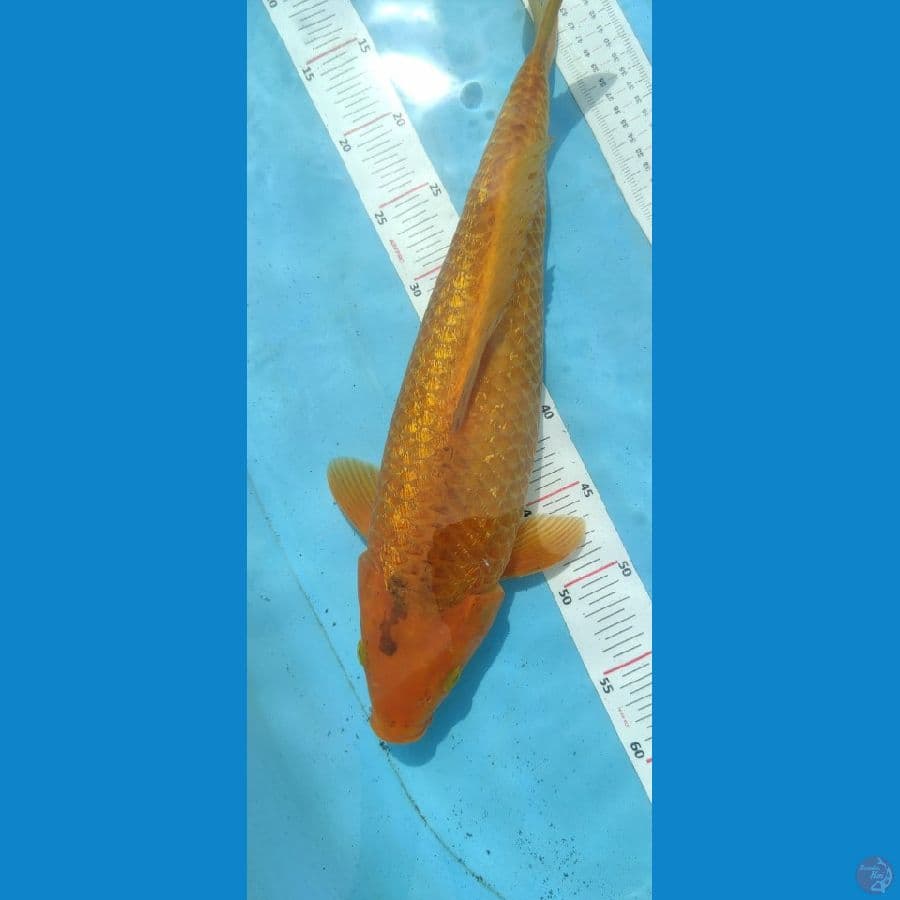 karamel 45cm