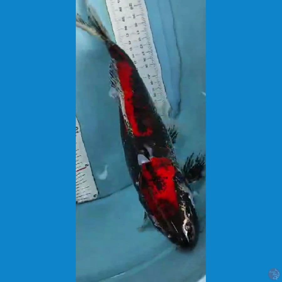 beny kumon 37cm