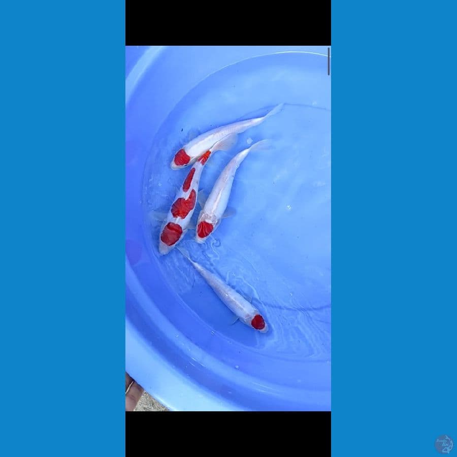 doit 22-25cm