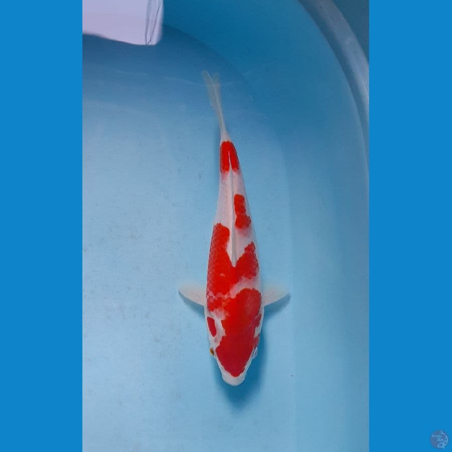 kohaku F1 27 cm