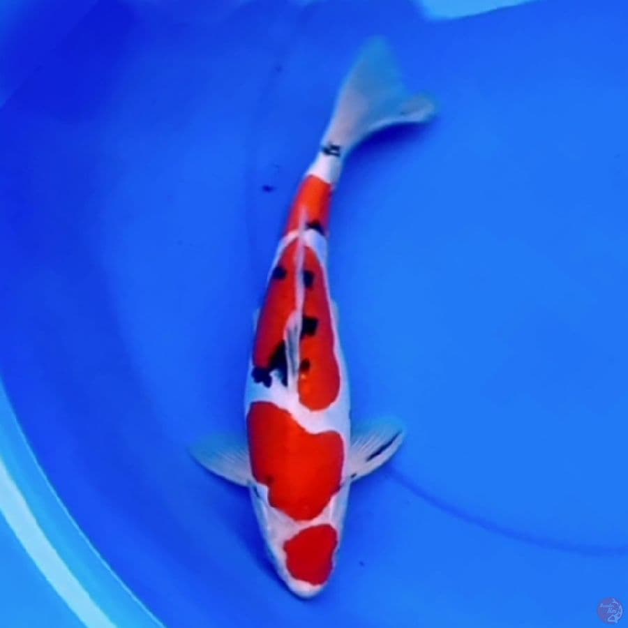 32cm YONDAIME DOITSU SANKE