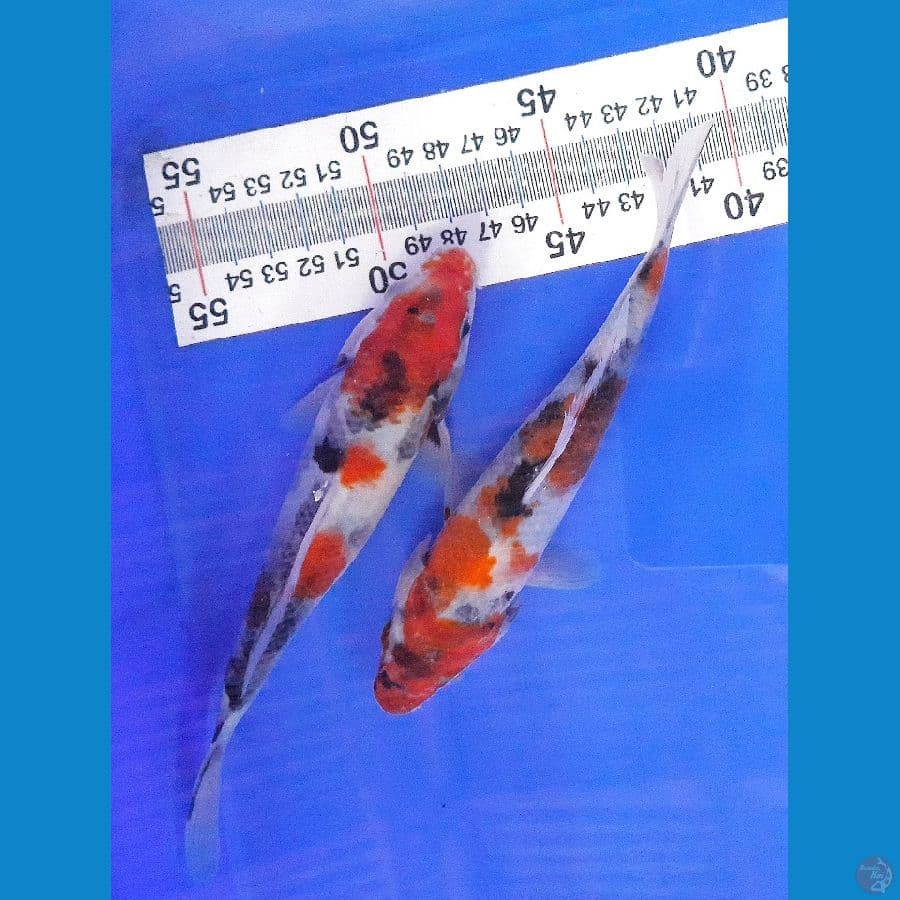 2E SHOWA (16CM)