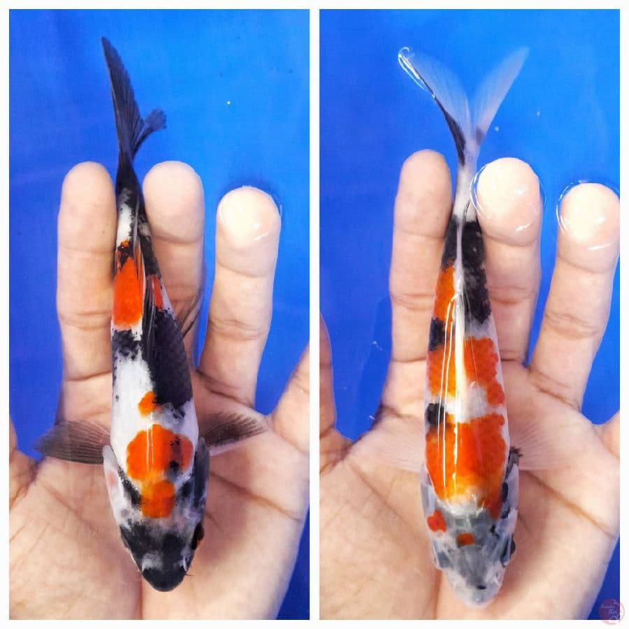 2E SHOWA (15CM)