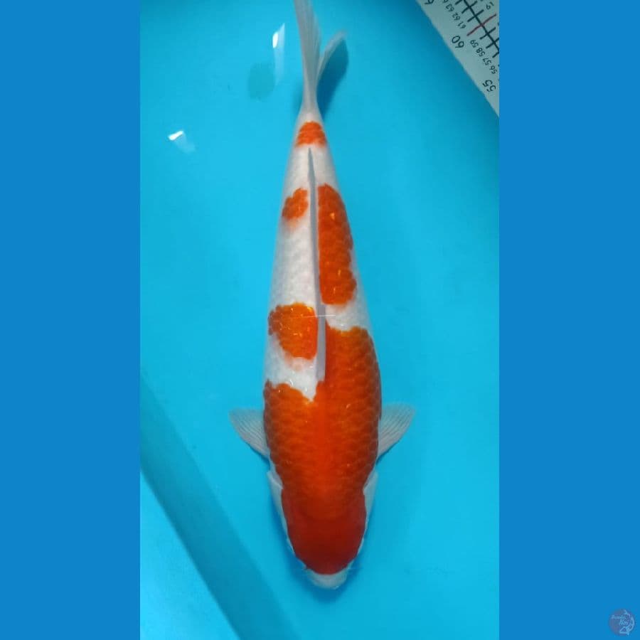 KOHAKU JUMBO 54CM FEMALE ORIGINAL