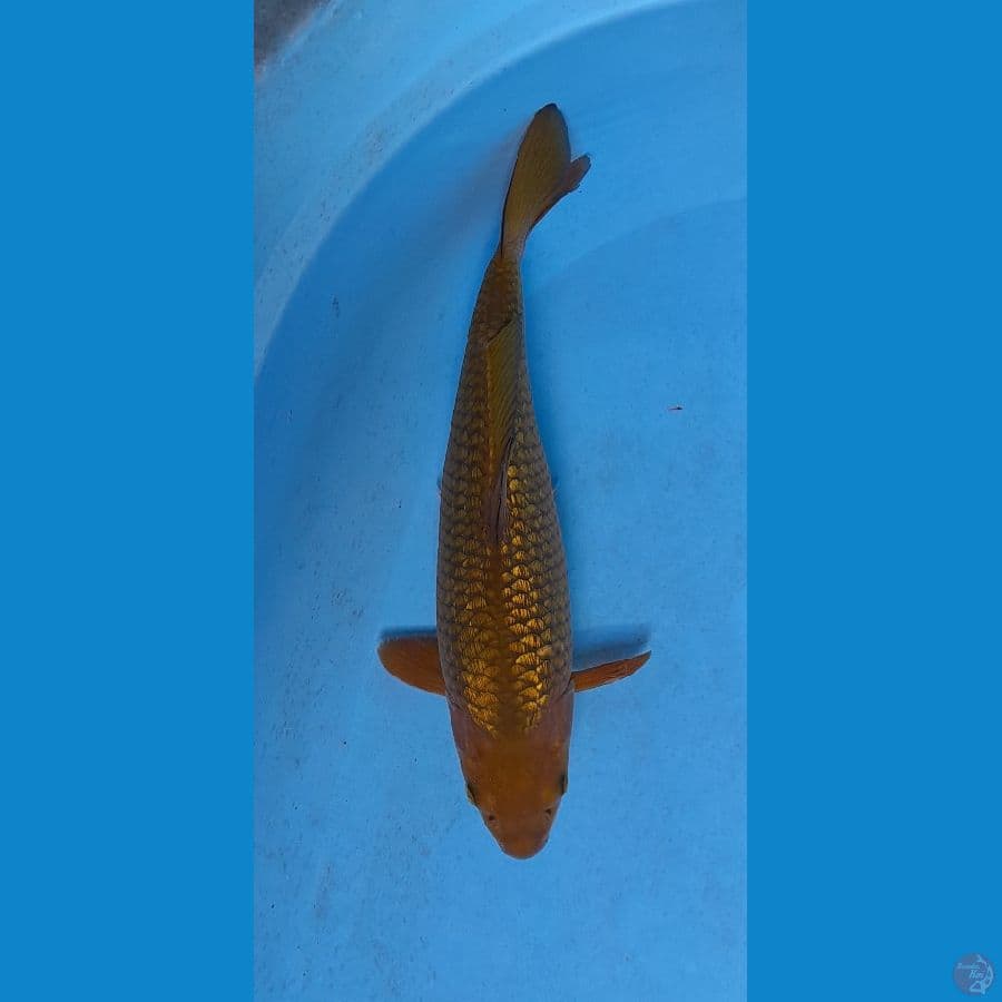 chagoi full ginrin 36 cm