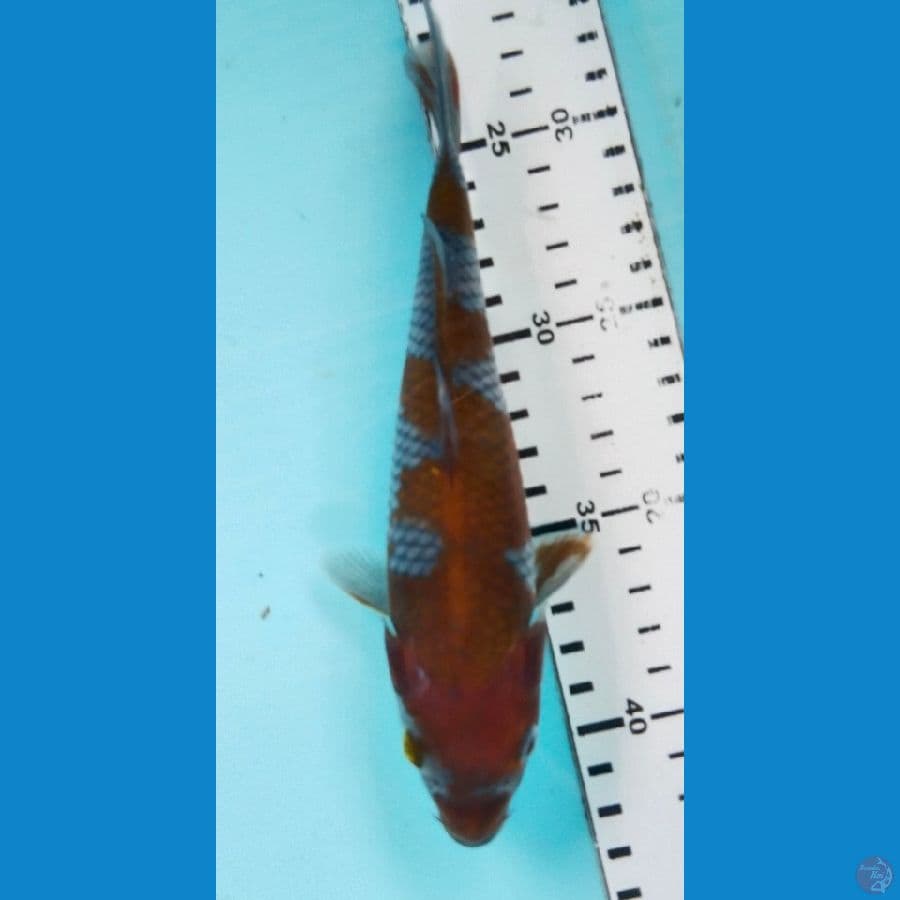 ochiba 20cm