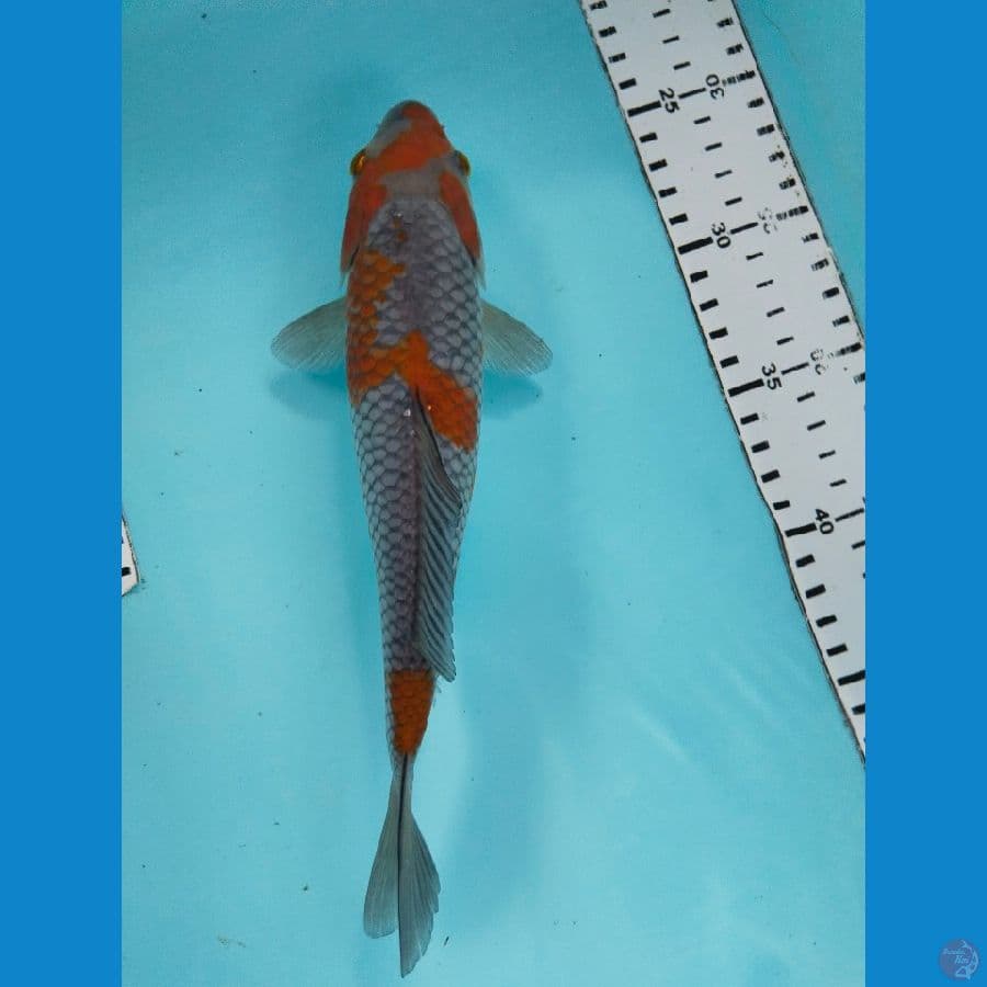 ochiba 30cm