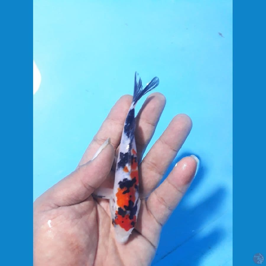 sanke 12cm