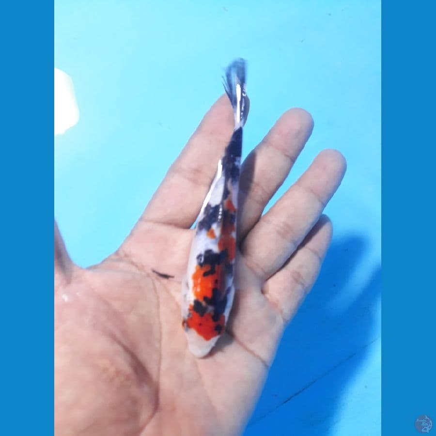 sanke 12cm