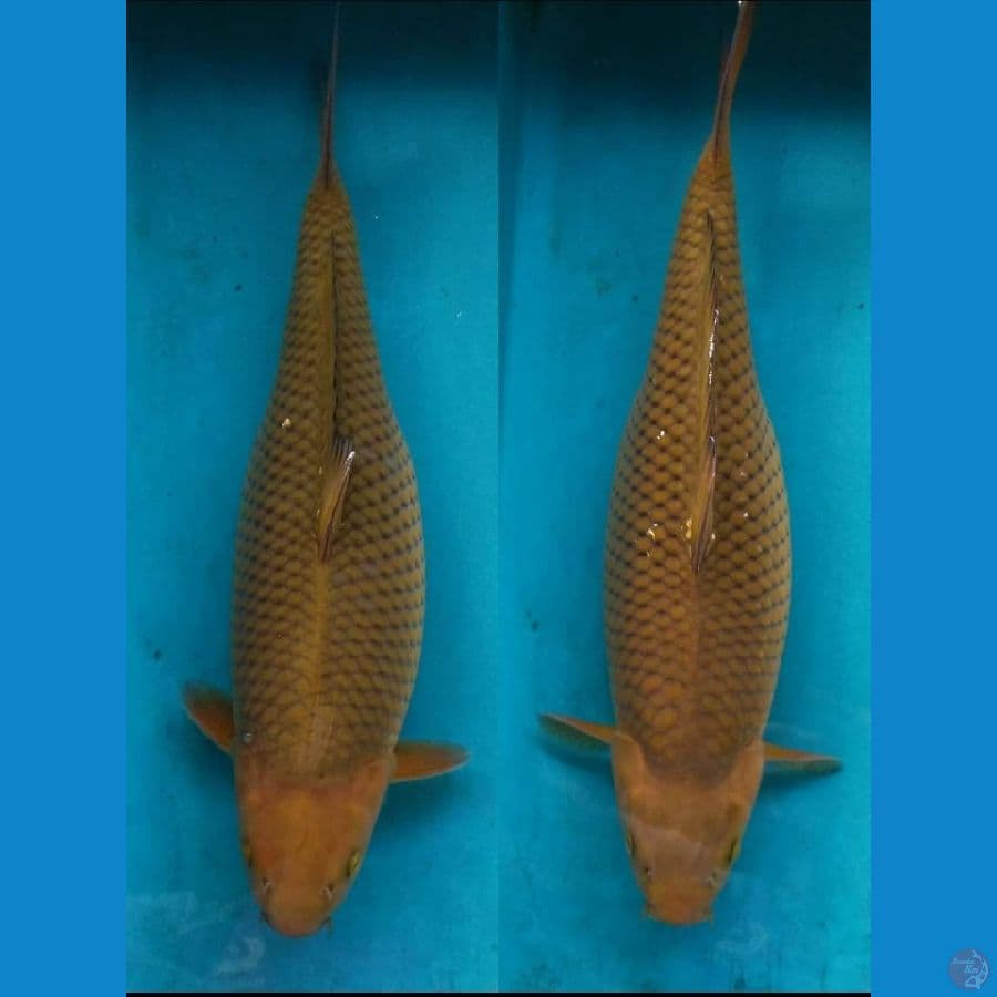 40, 43 CM CHAGOI Rapi