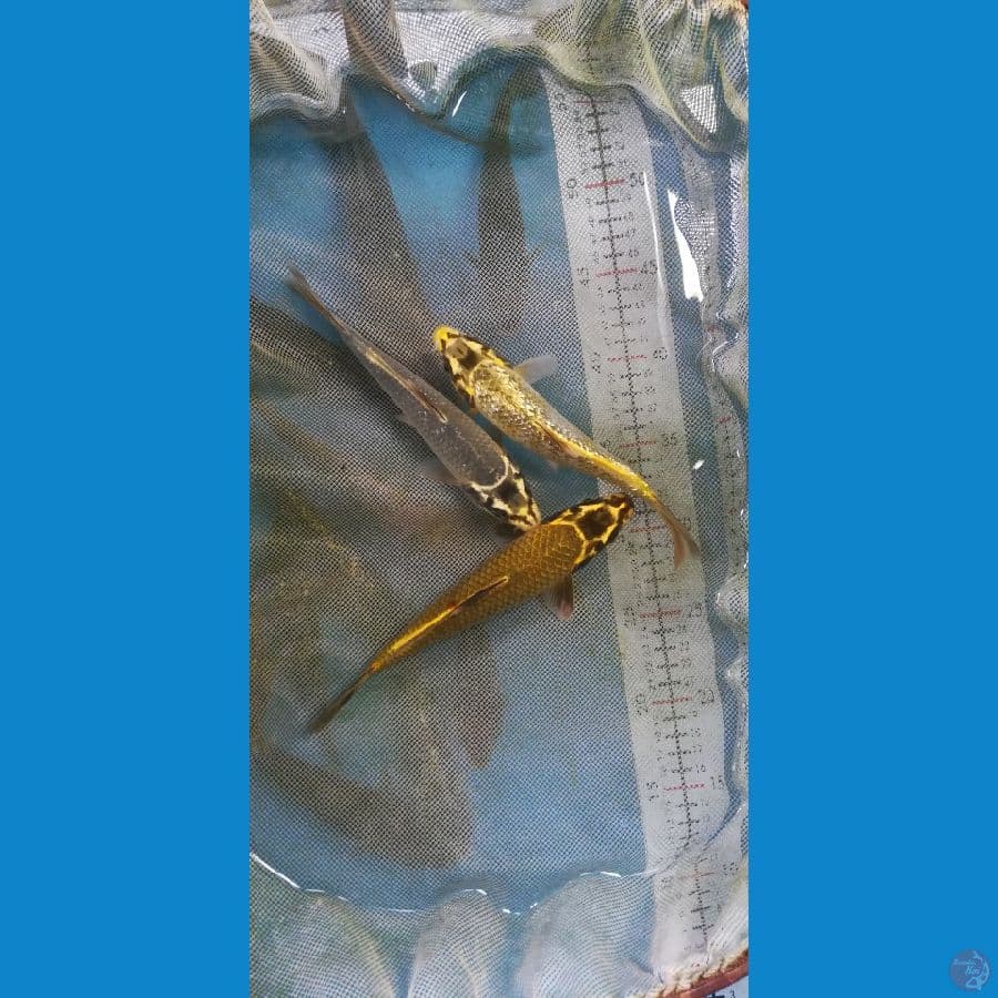 16-17cm