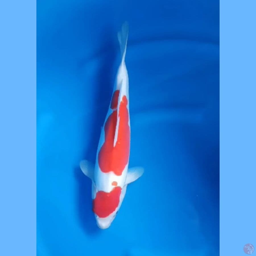 ( 38CM ) KOHAKU DOITSU MURNI - FEMALE