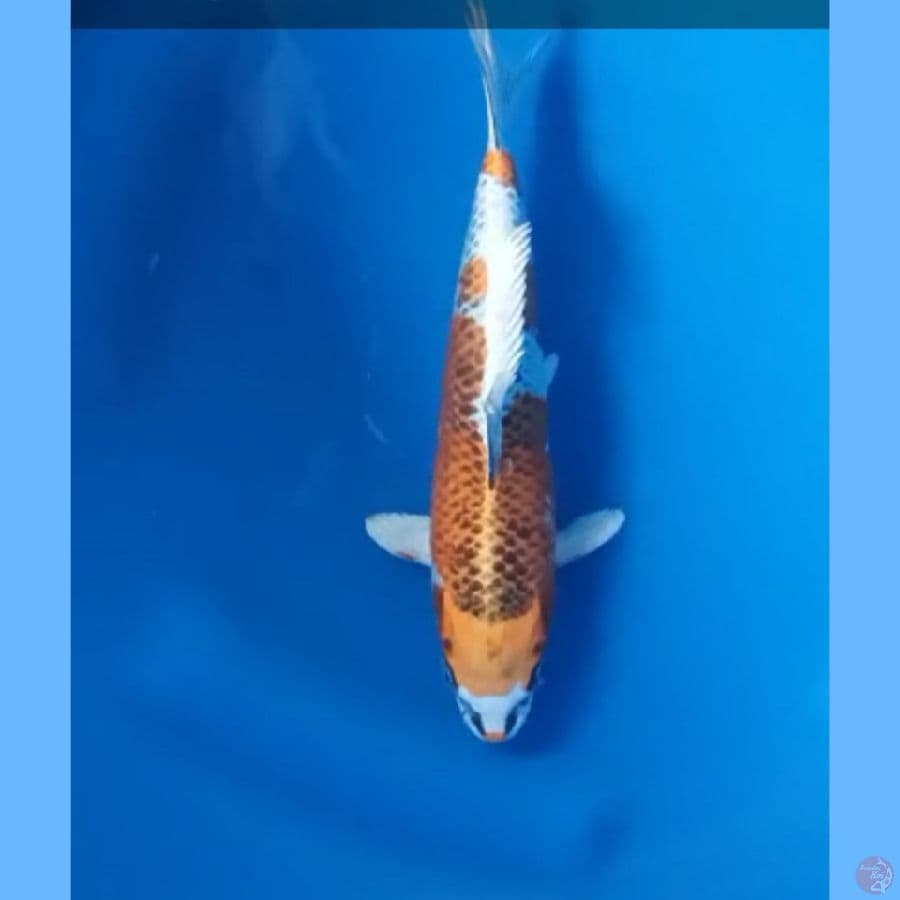 ( 22CM ) KUJAKU MANTAP - FEMALE