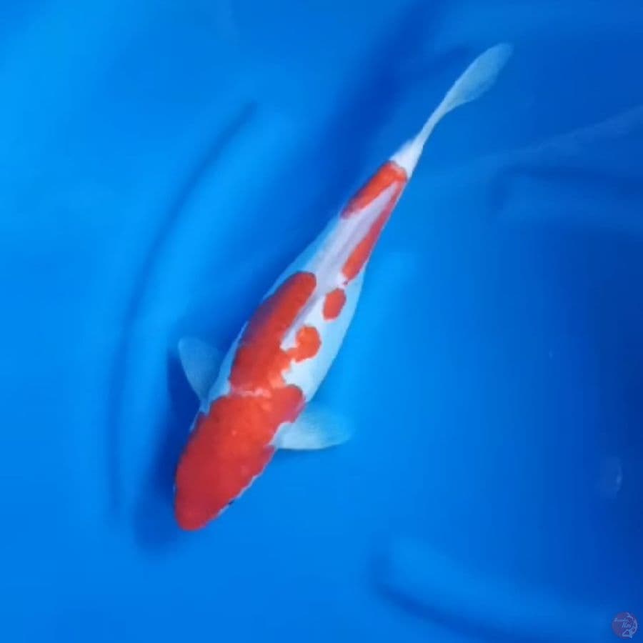 ( 37CM ) KOHAKU DOITSU ARAGOKE - FEMALE