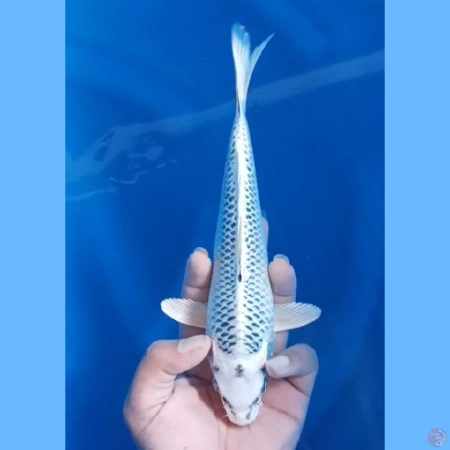 ( 24CM ) GIN MATSUBA - MALE