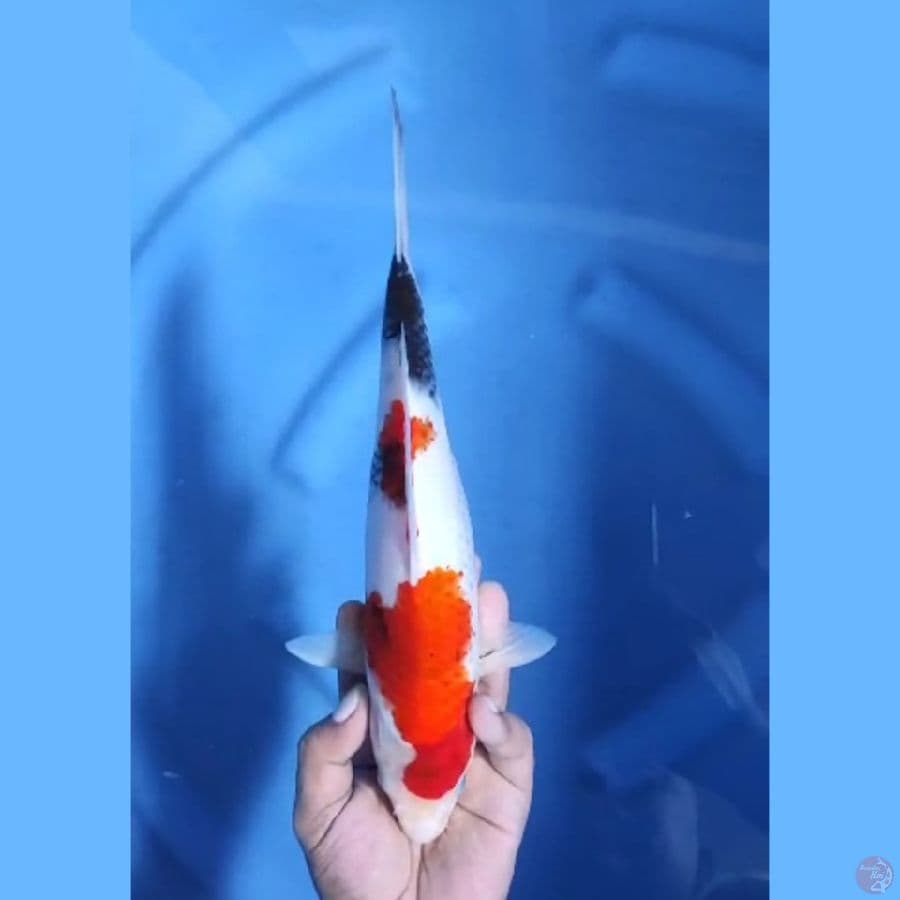 ( 30CM ) KINDAI SHOWA - FEMALE