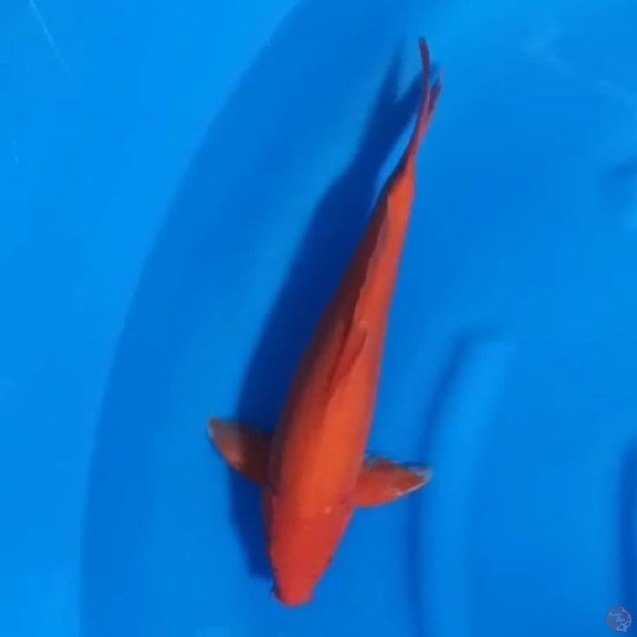 ( 37CM ) BENIGOI DOITSU MURNI - MALE