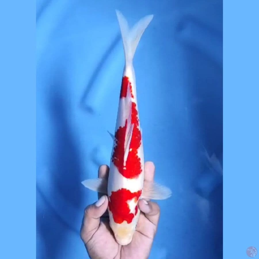 ( 29CM ) KOHAKU STRONG - MALE