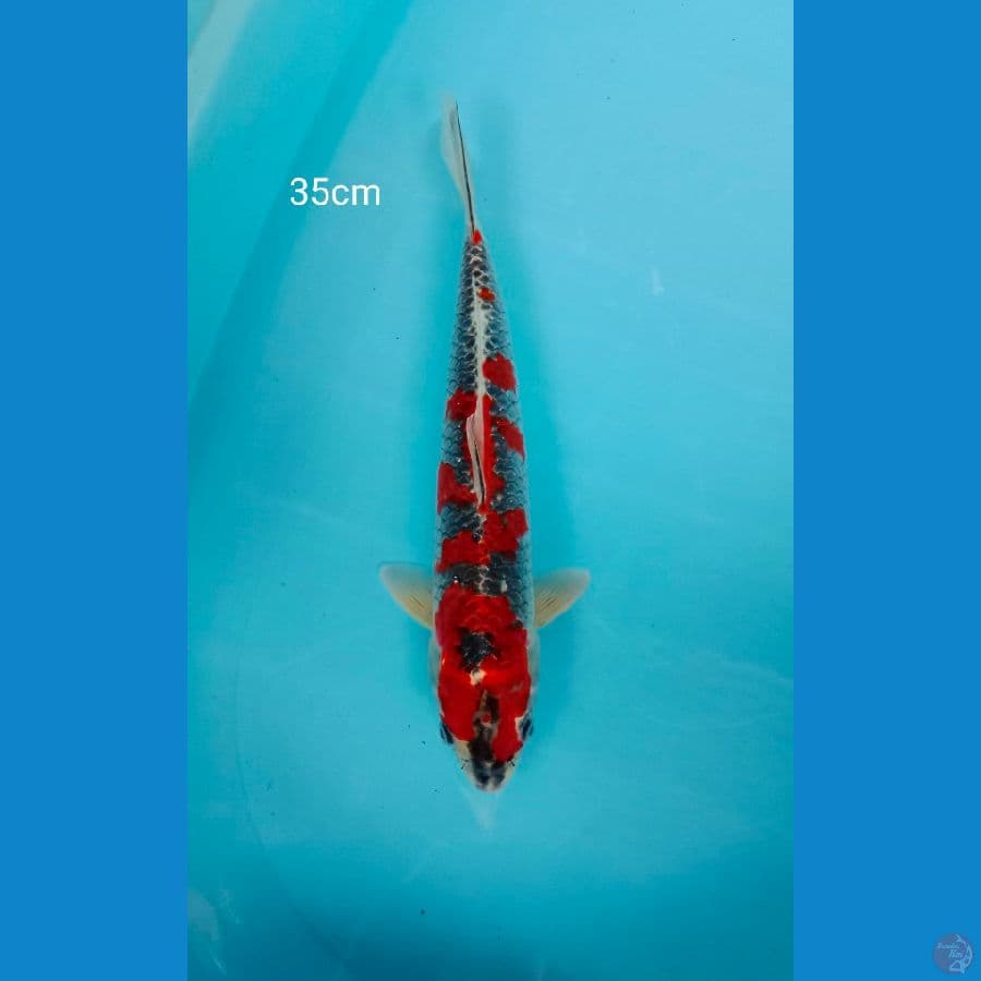 Male Ghosiki size 35cm????