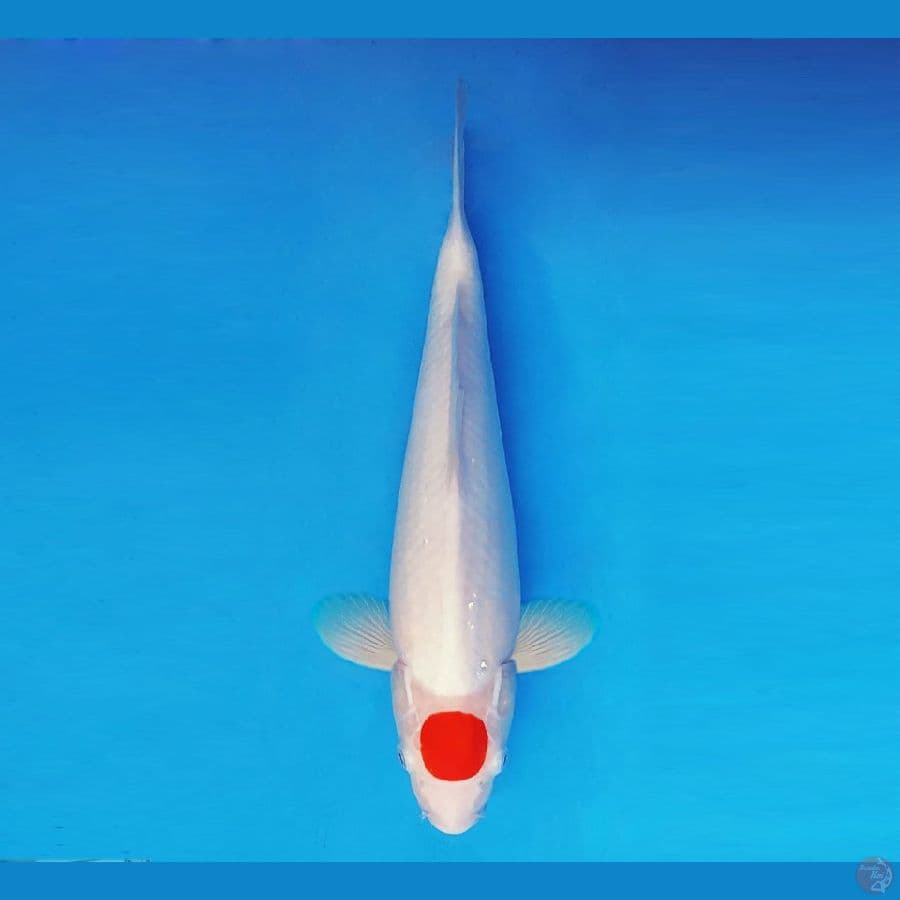 KOIBITO 3 ~ Tancho 34 cm/fm ™