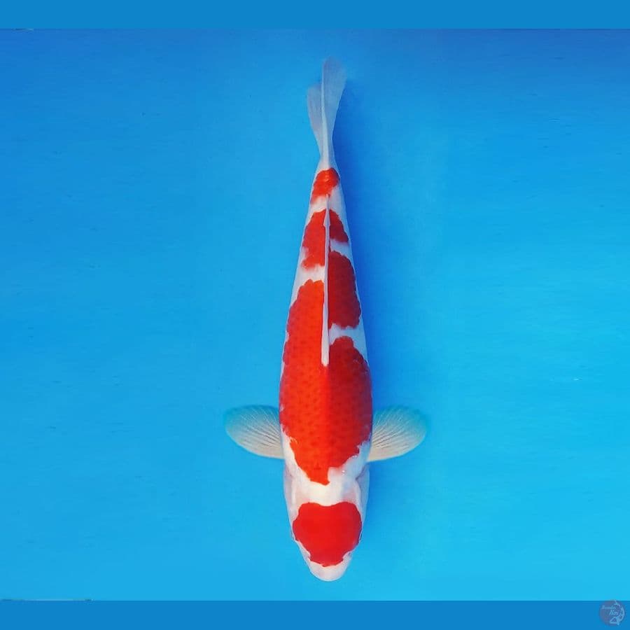 KOIBITO 6 ~ Maruten Kohaku 39 cm/male ™