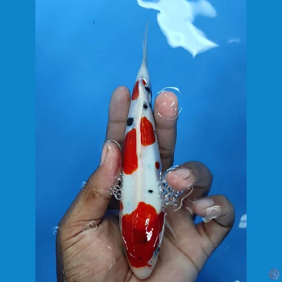 #SANKE DOITSU MURNI #SIZE 22 CM